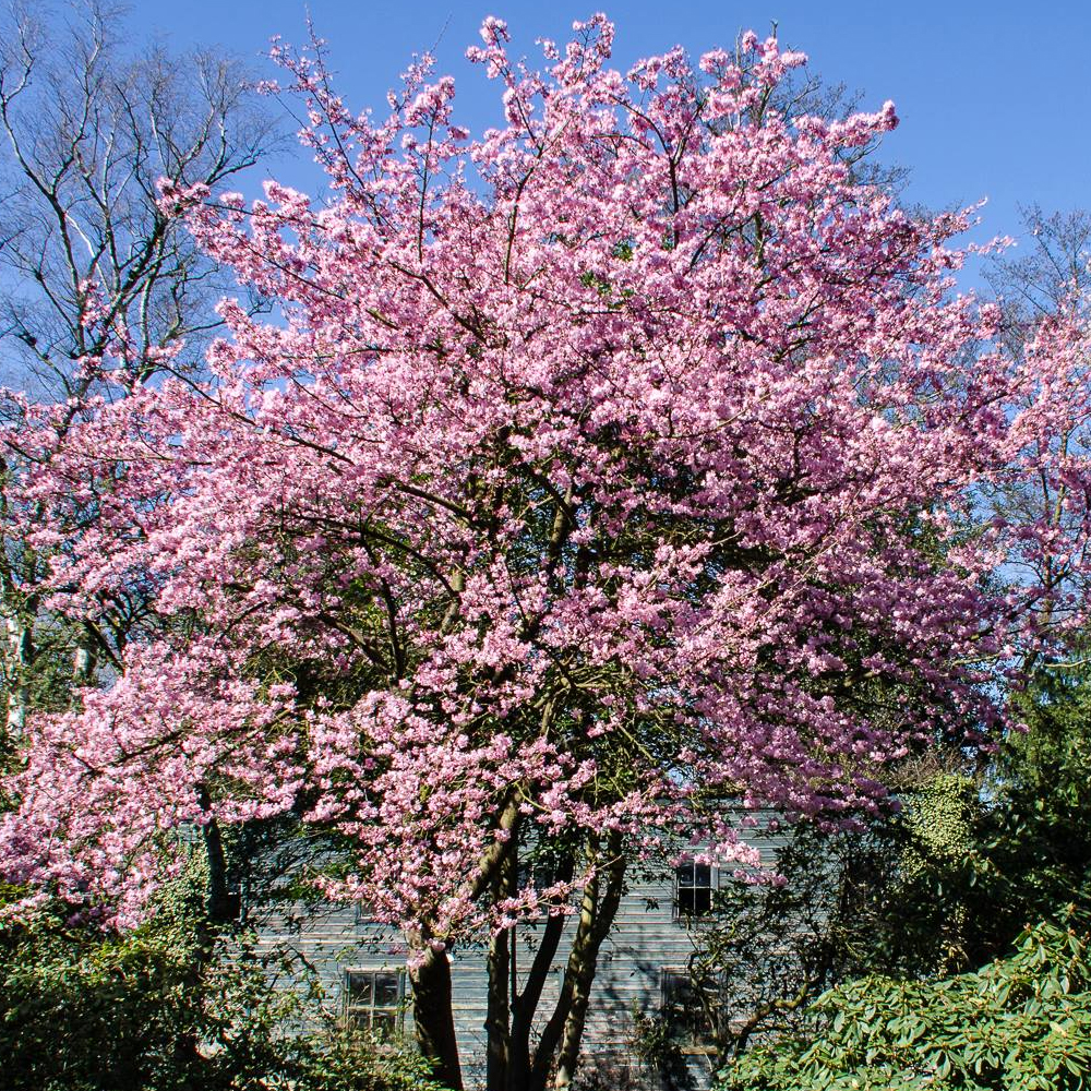 Prunus 'Jacqueline' Ornamental Cherry Tree Ornamental Fruit Tree